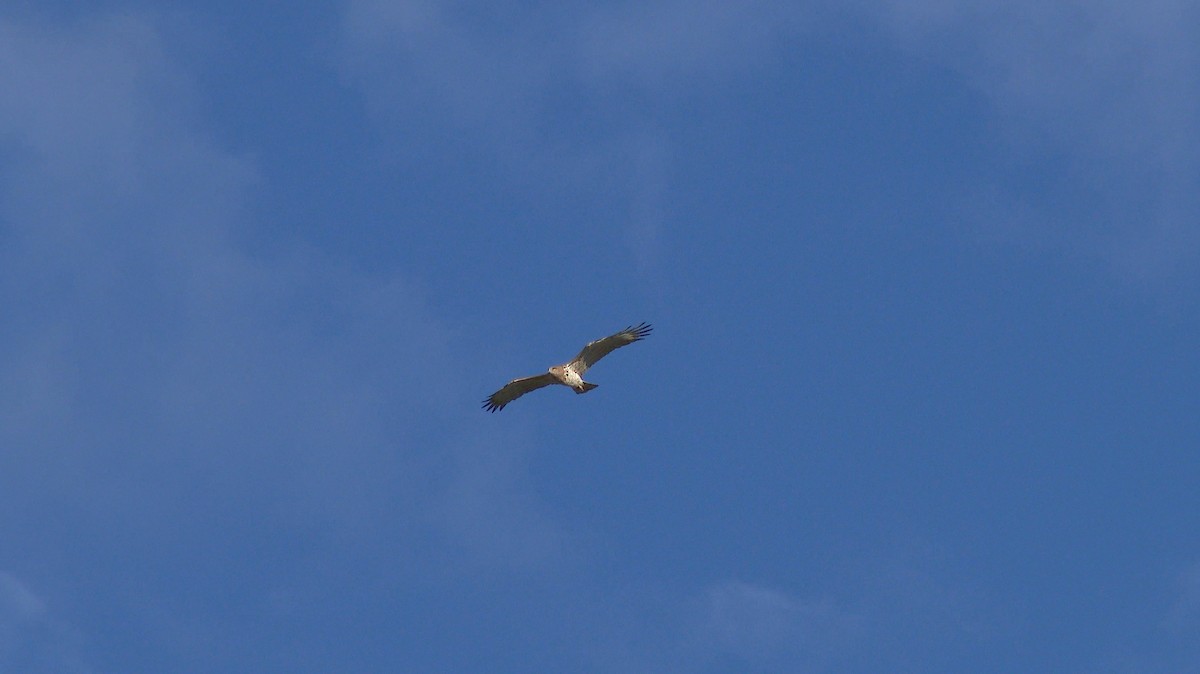 Short-toed Snake-Eagle - ML64605941