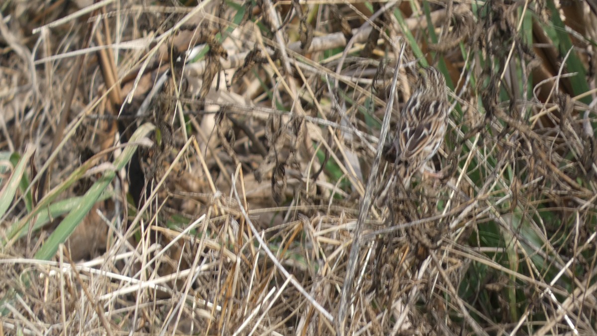 Savannah Sparrow - ML646059421