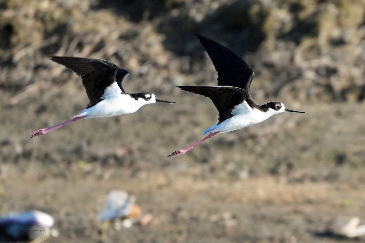 Black-necked Stilt - ML646059423