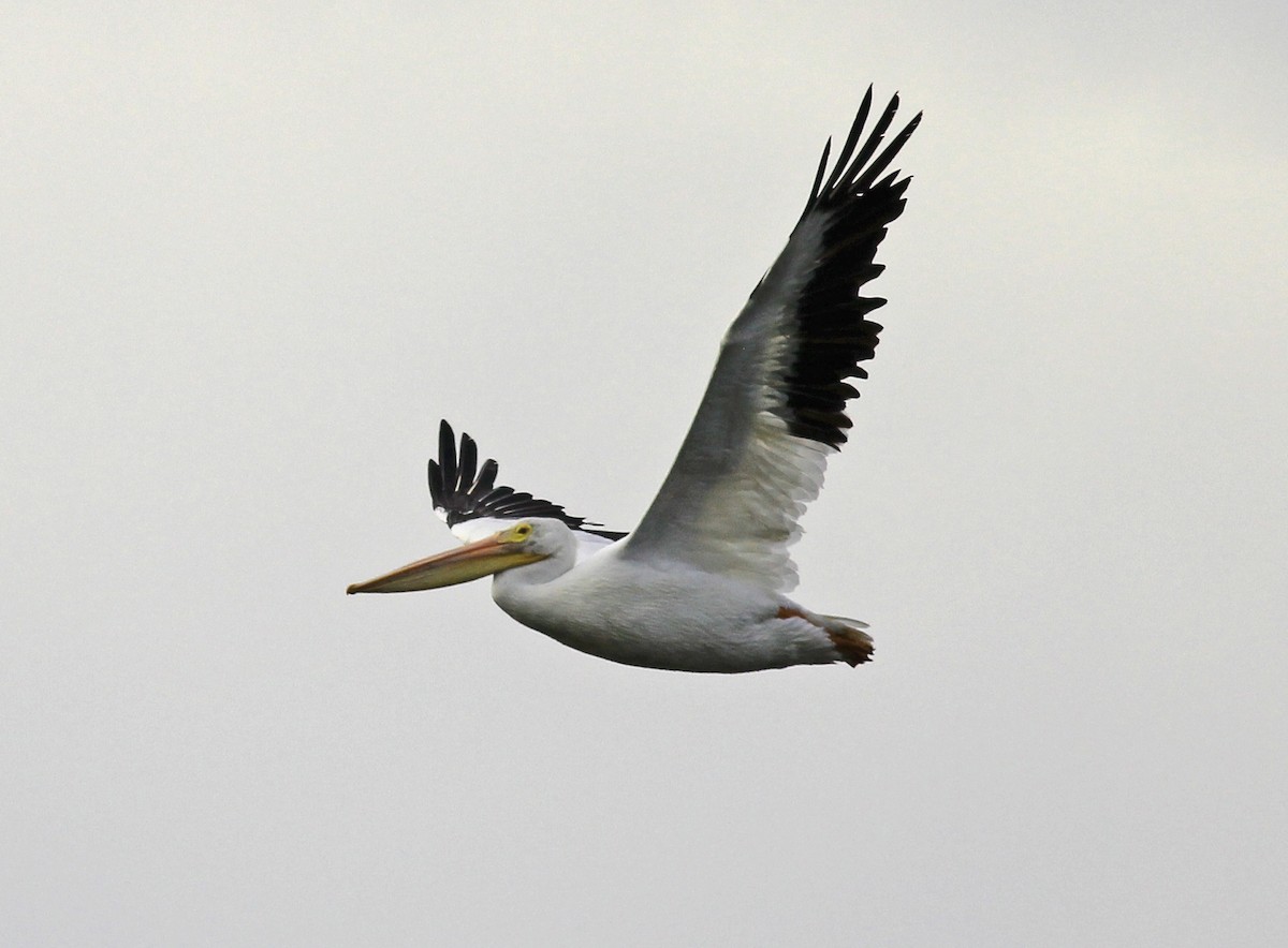 pelikán severoamerický - ML646059436