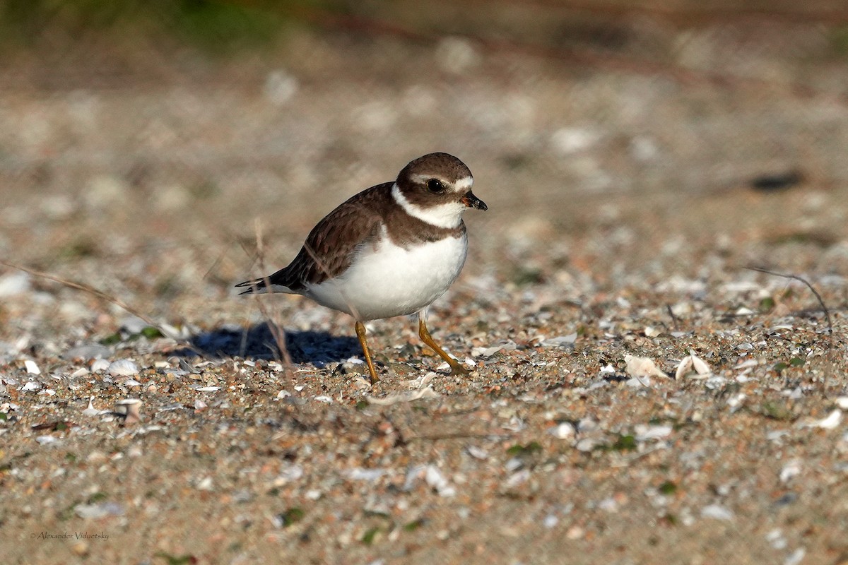 Semipalmated Plover - ML646059445