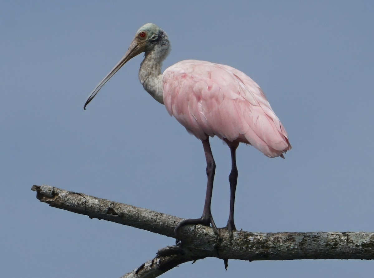 Roseate Spoonbill - ML646059446