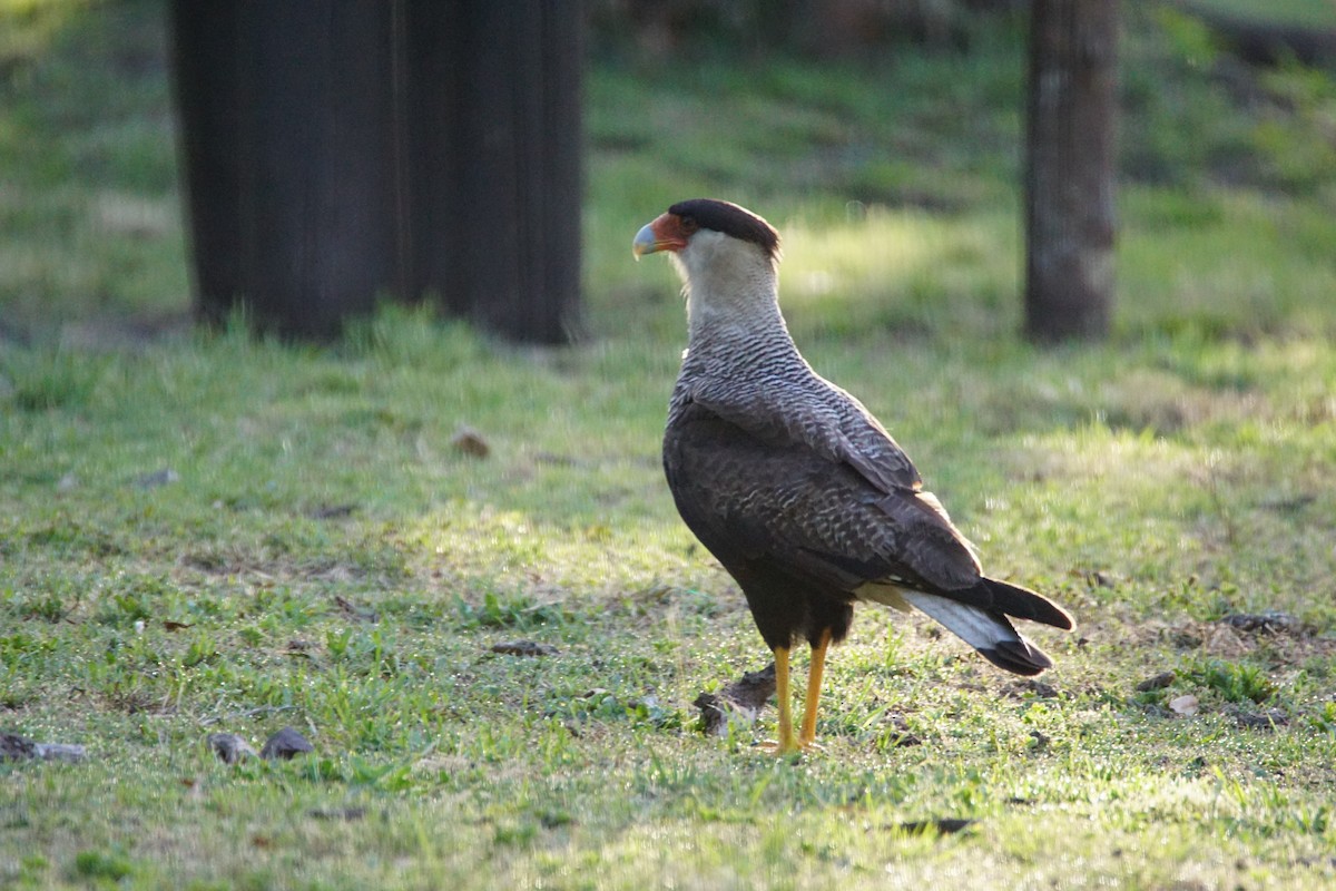 Caracara huppé - ML646059454
