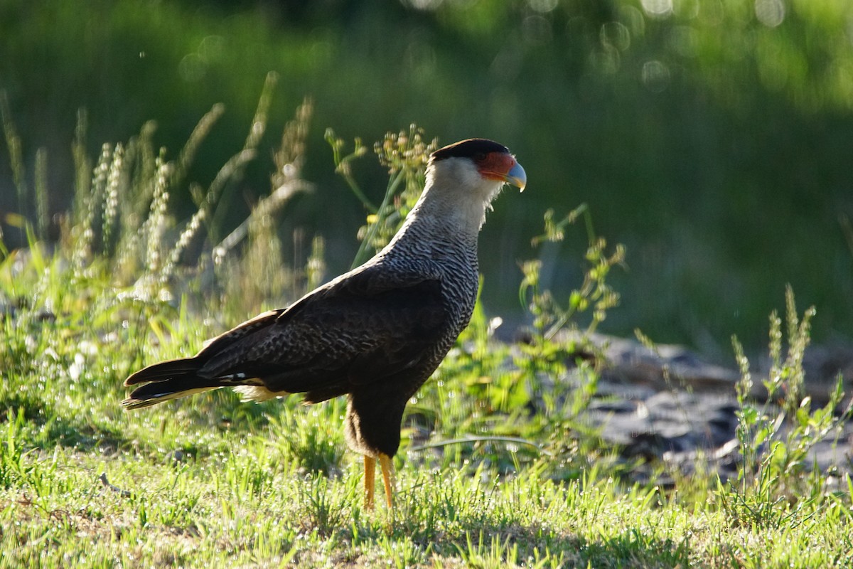 Caracara huppé - ML646059455