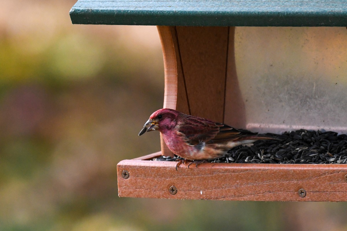 Purple Finch - ML646059456