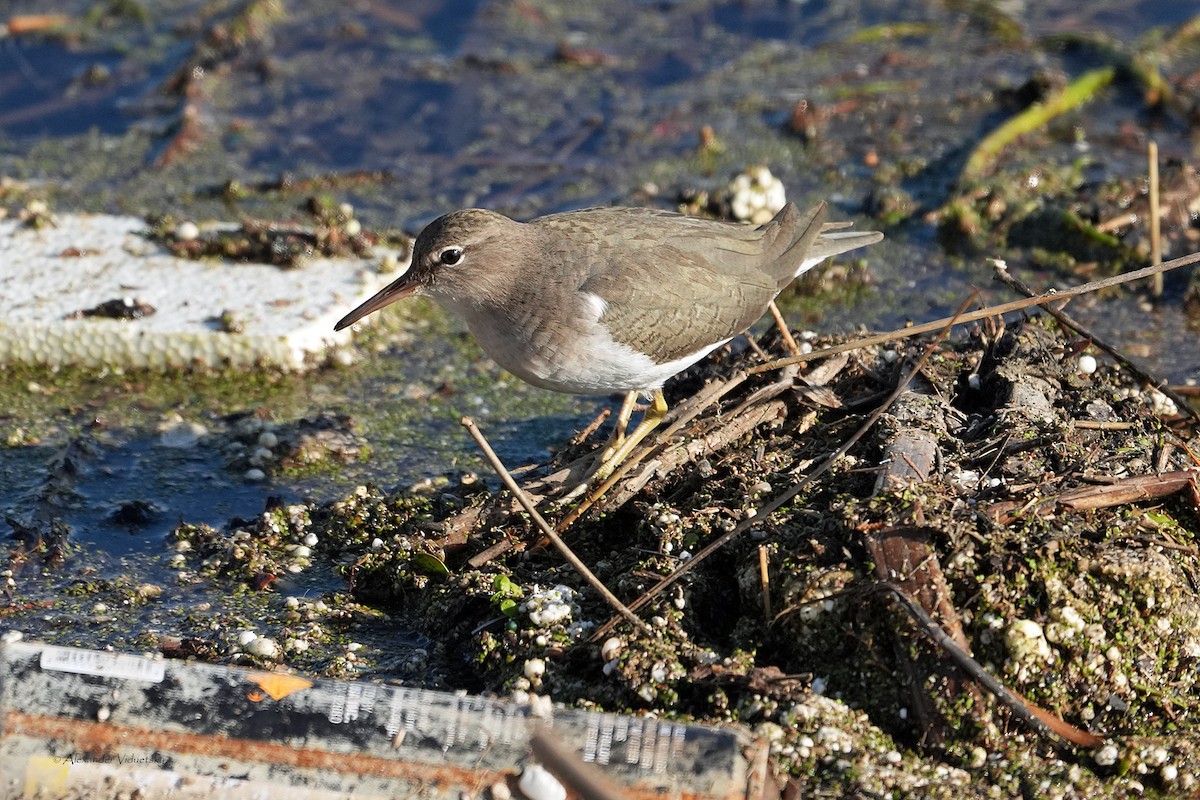 Spotted Sandpiper - ML646059457