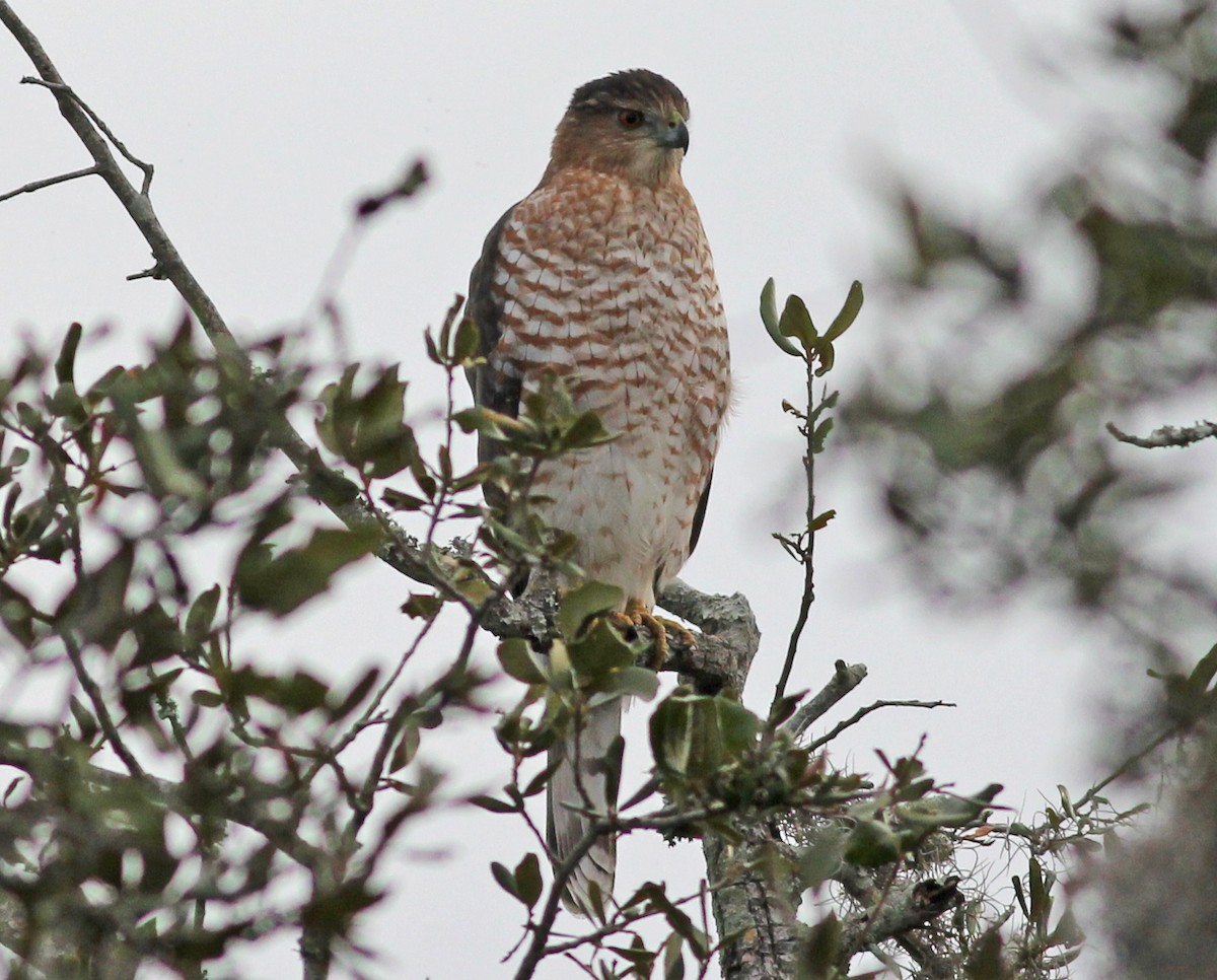 jestřáb americký - ML646059458