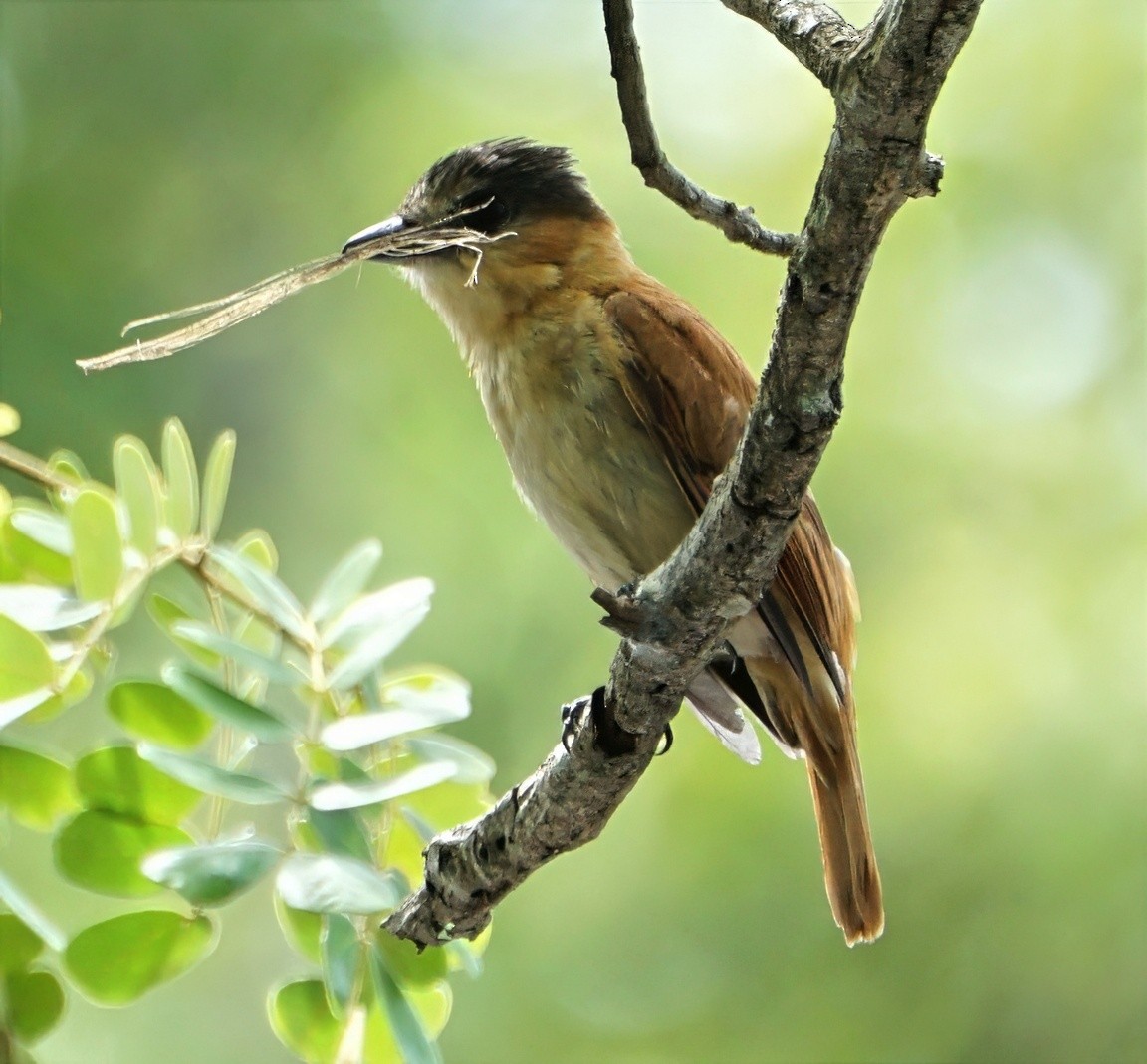 Rose-throated Becard - ML646059459