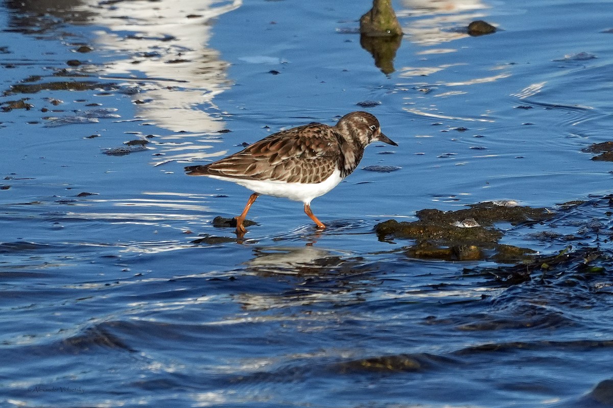 Ruddy Turnstone - ML646059464