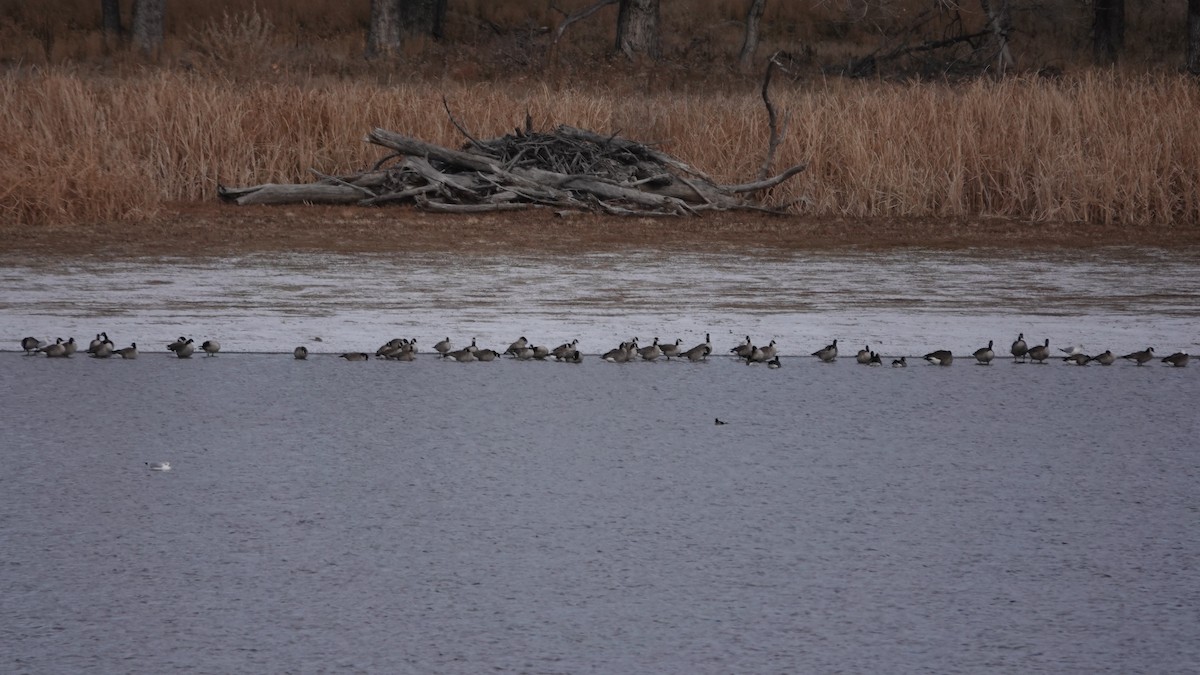 Canada Goose - ML646059465