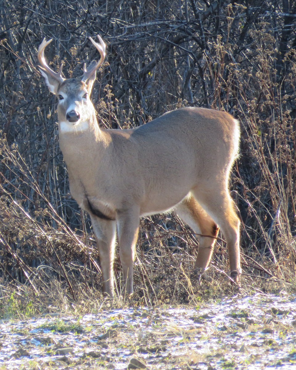 White-tailed Deer - ML646059478