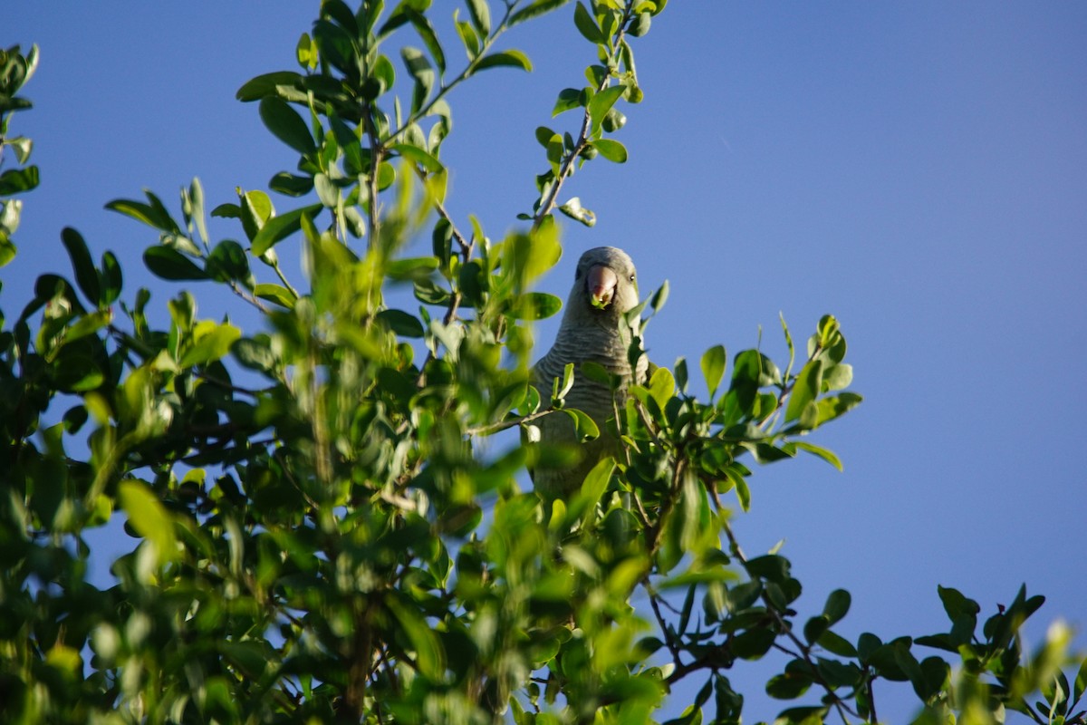 Калита сіроволий - ML646059482