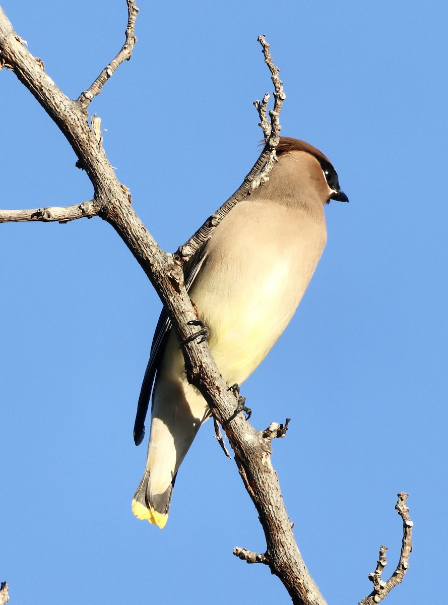 Cedar Waxwing - ML646059495