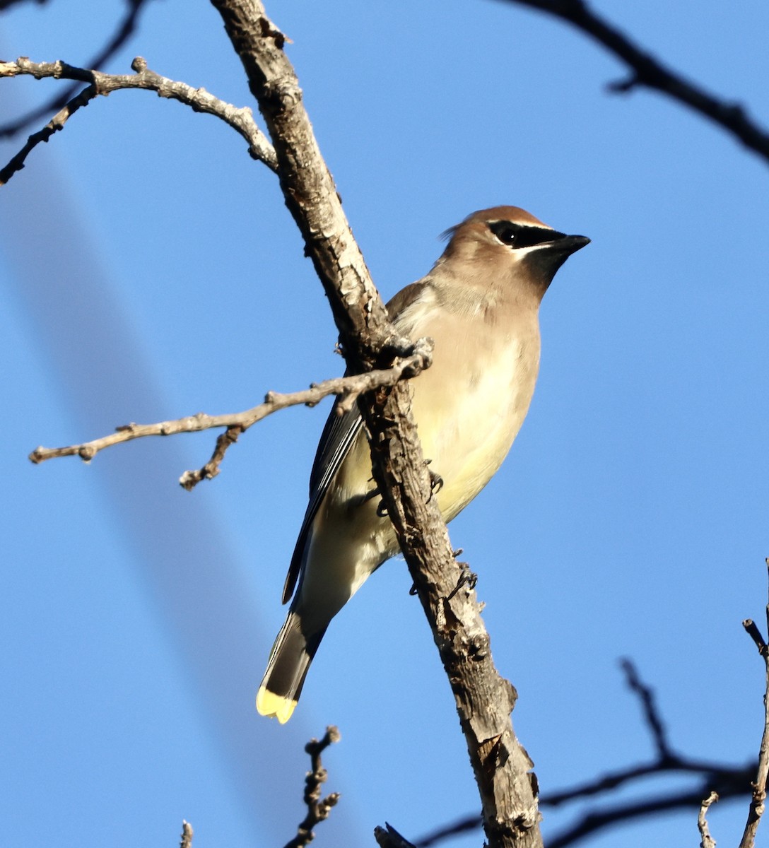 Cedar Waxwing - ML646059496