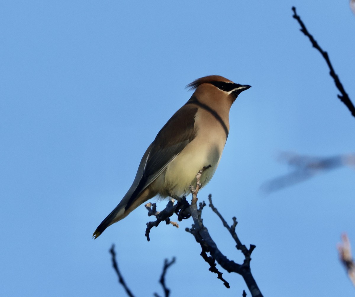 Cedar Waxwing - ML646059499