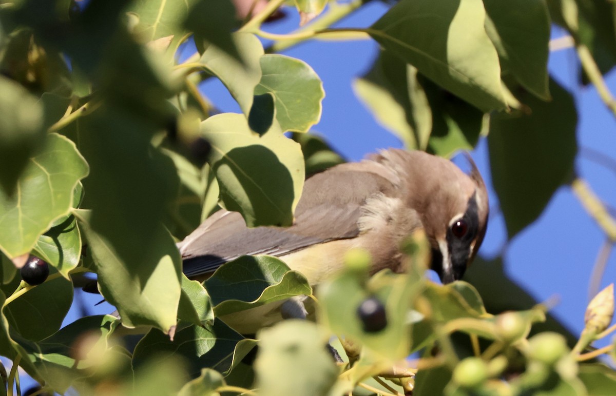 Cedar Waxwing - ML646059500