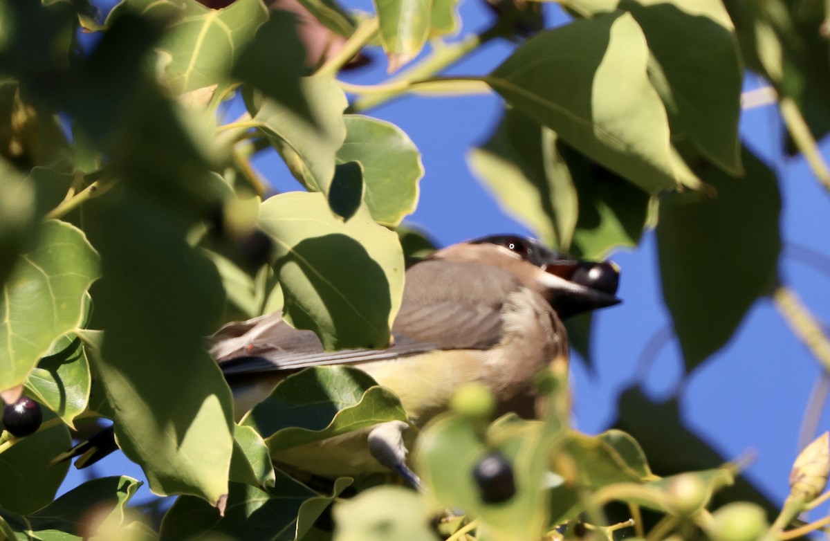 Cedar Waxwing - ML646059502