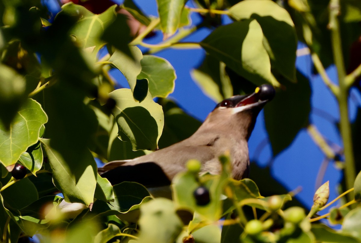 Cedar Waxwing - ML646059503