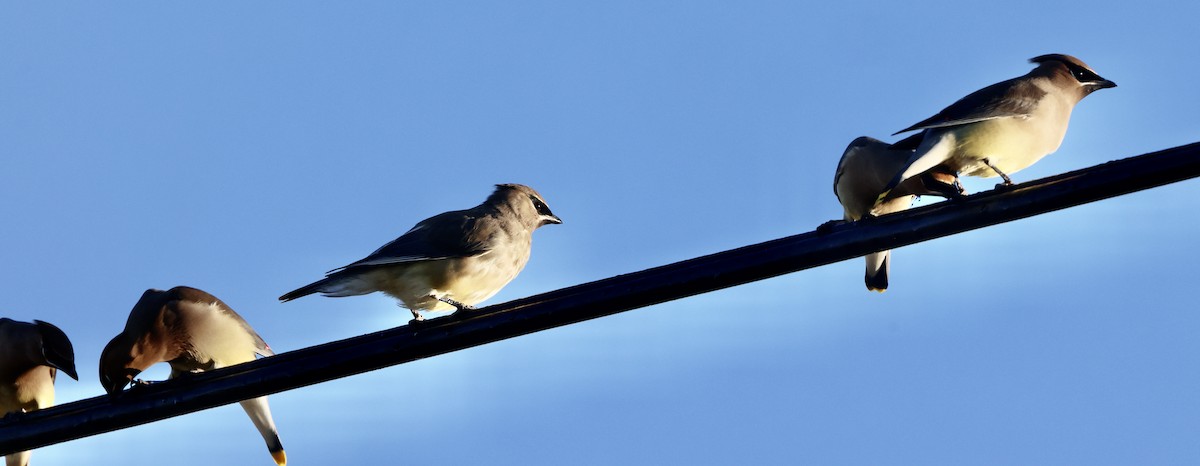 Cedar Waxwing - ML646059504