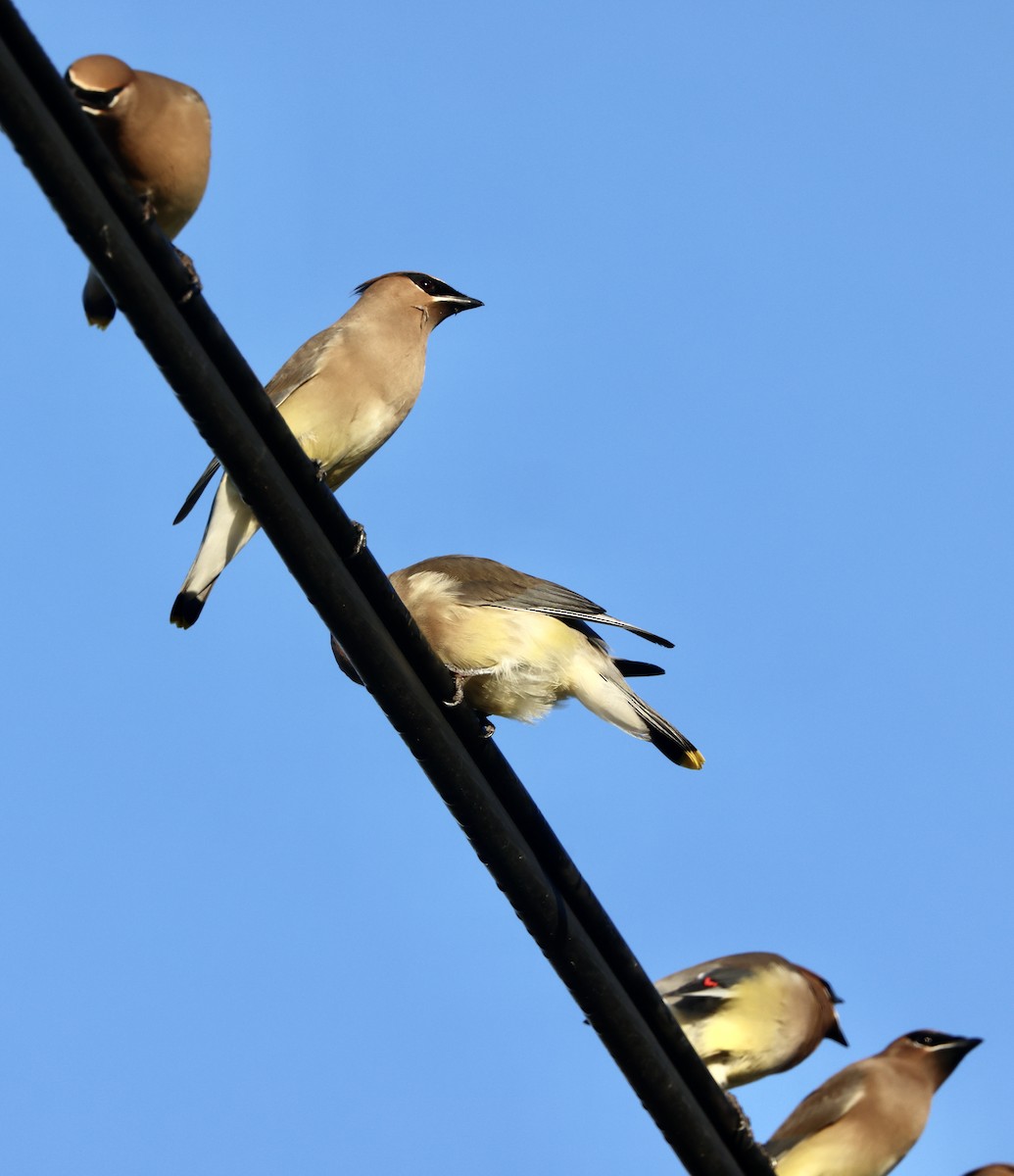 Cedar Waxwing - ML646059505