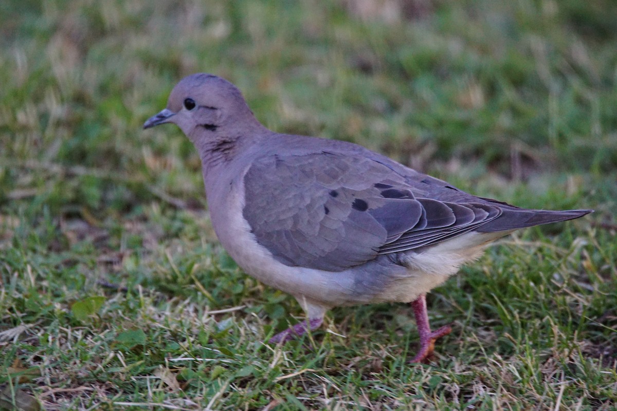 Tourterelle oreillarde - ML646059507