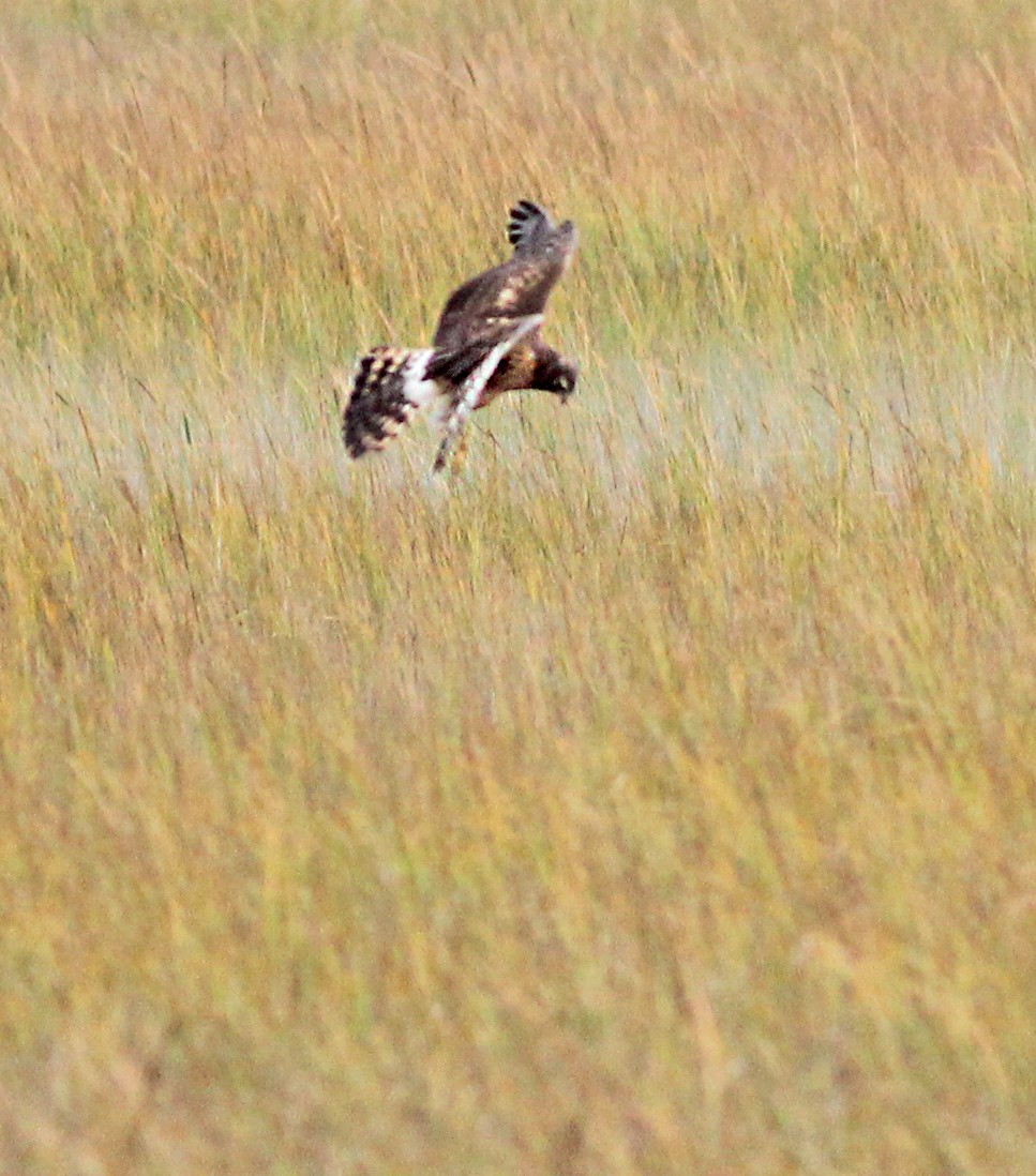 moták severoamerický - ML646059514