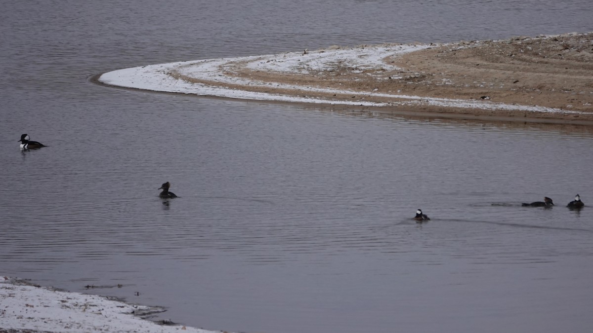Hooded Merganser - ML646059515