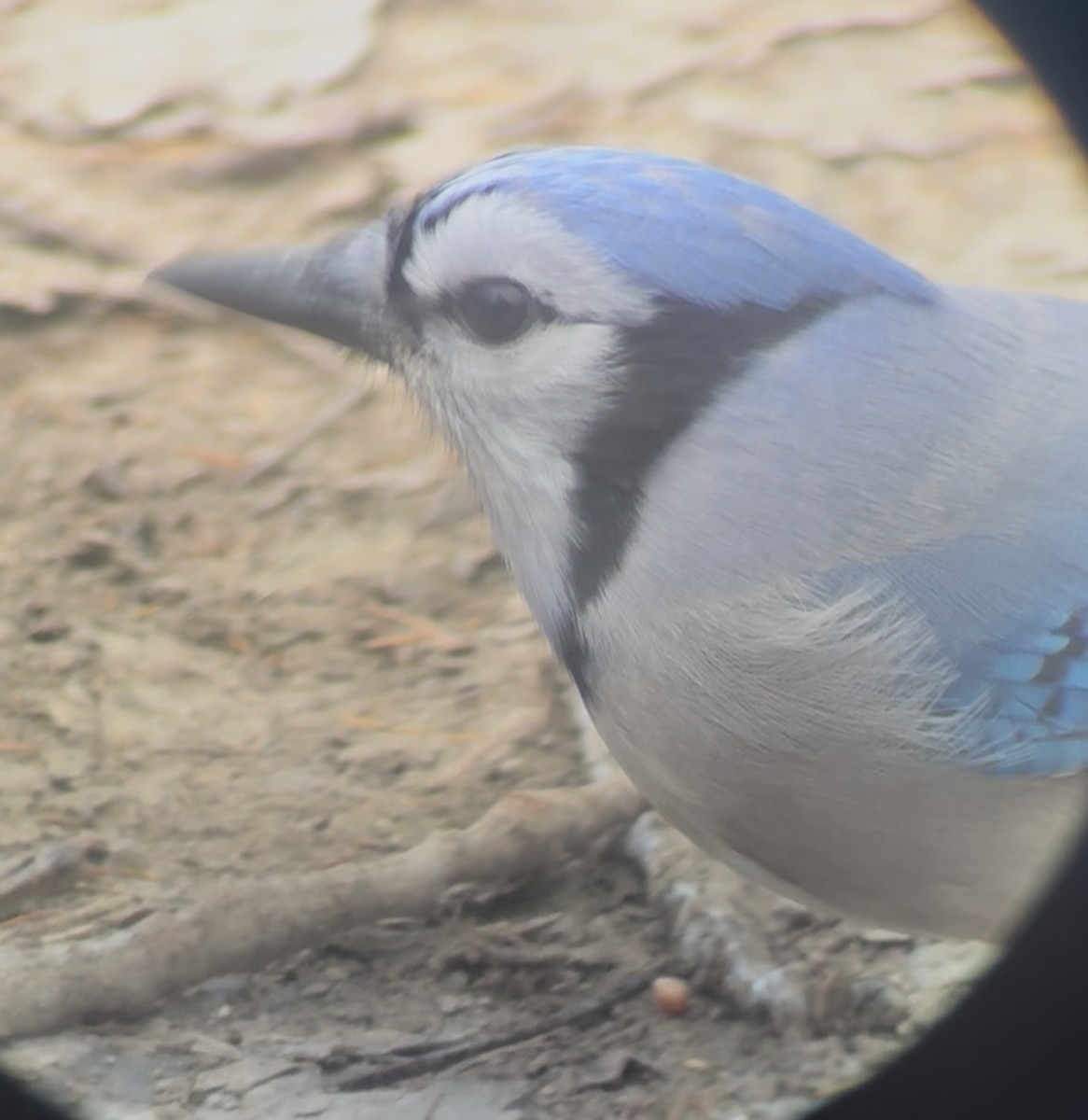 Сизойка блакитна - ML646059519