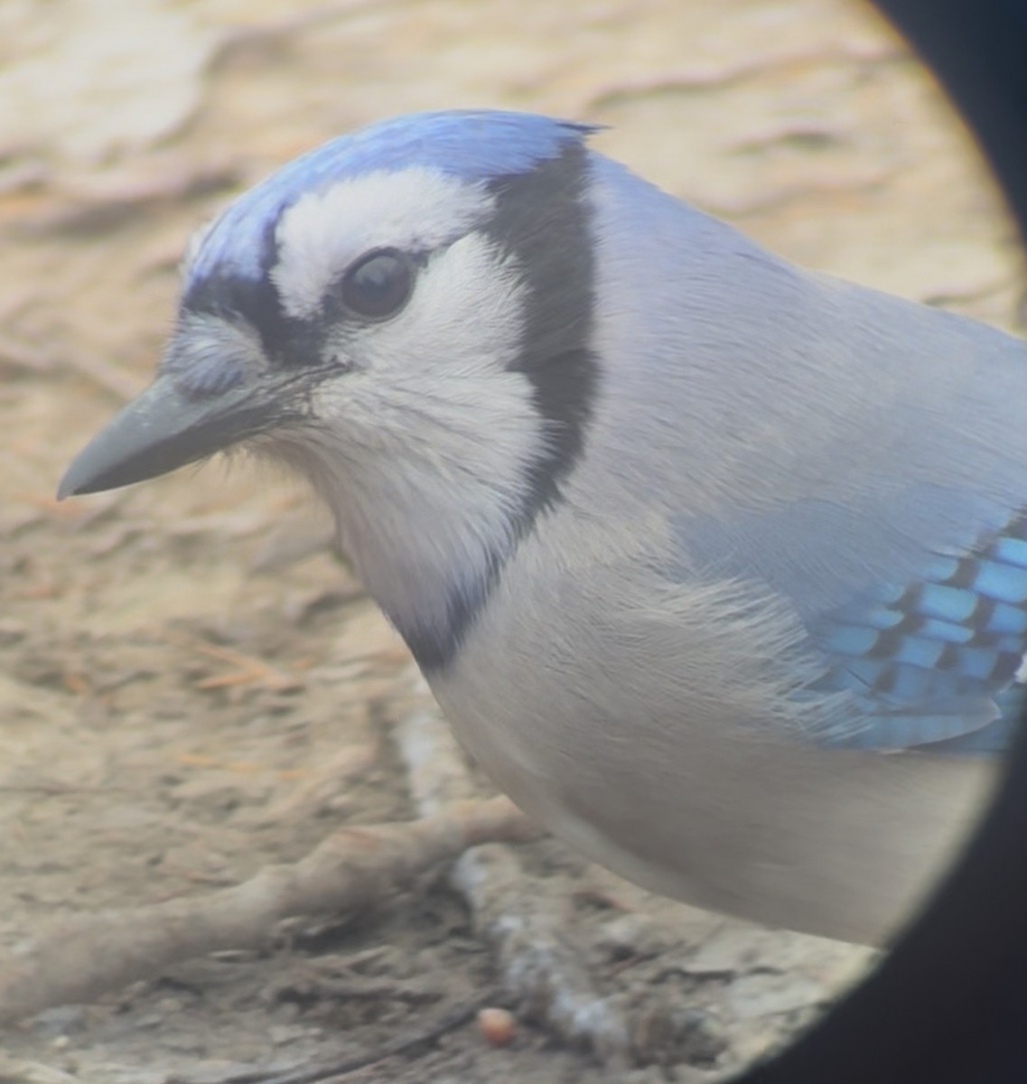 Сизойка блакитна - ML646059521