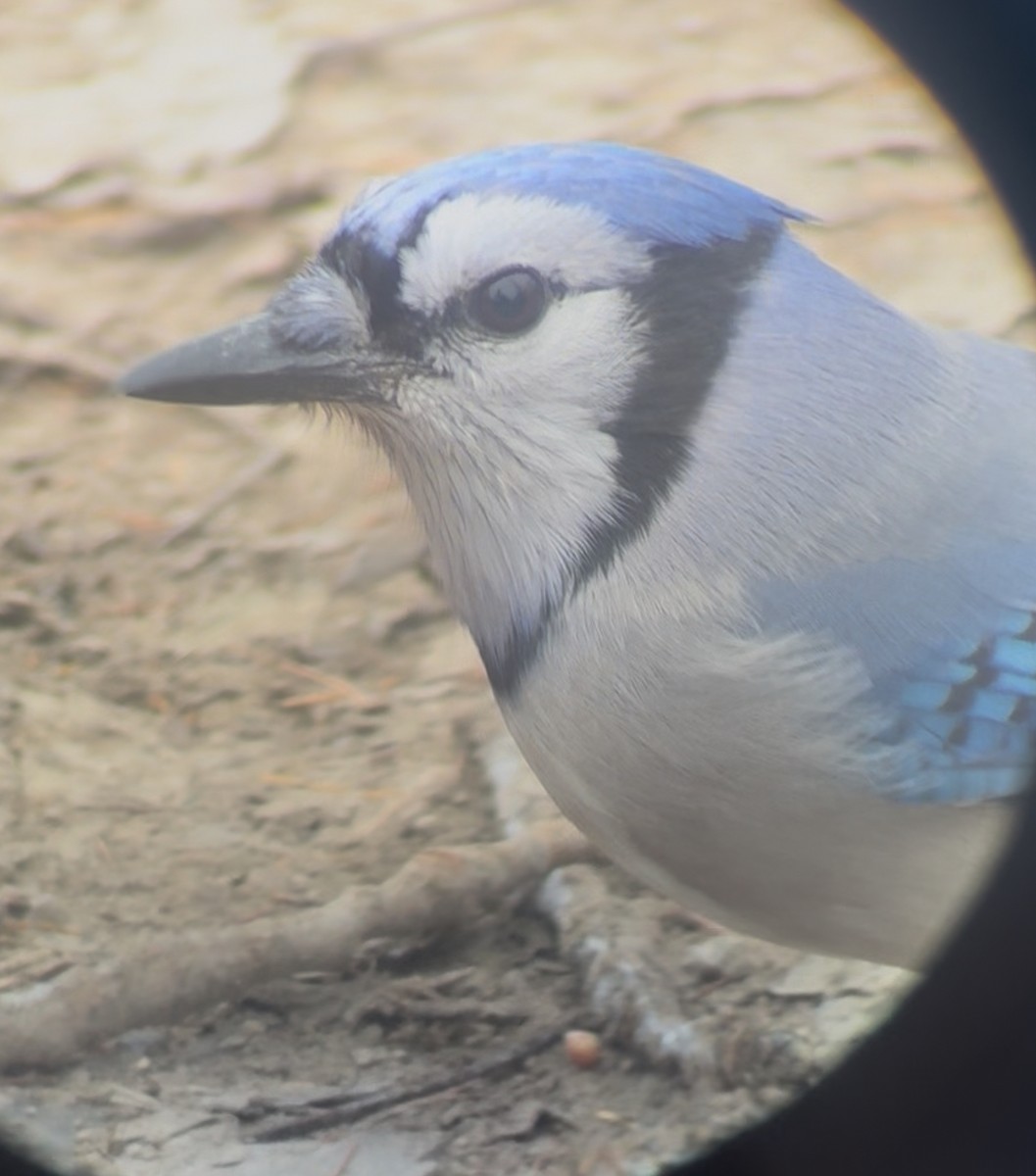 Сизойка блакитна - ML646059523