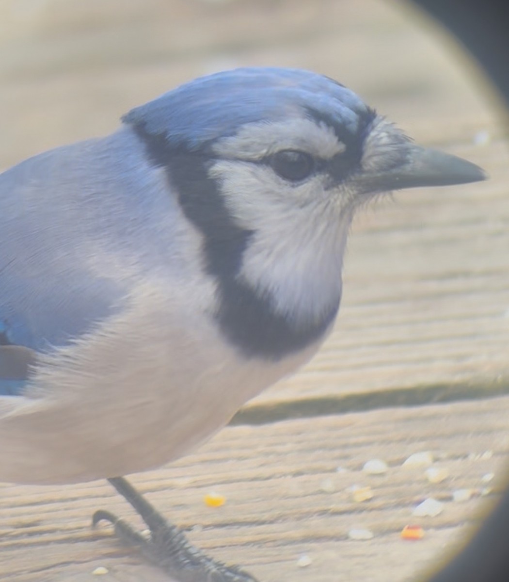 Сизойка блакитна - ML646059524