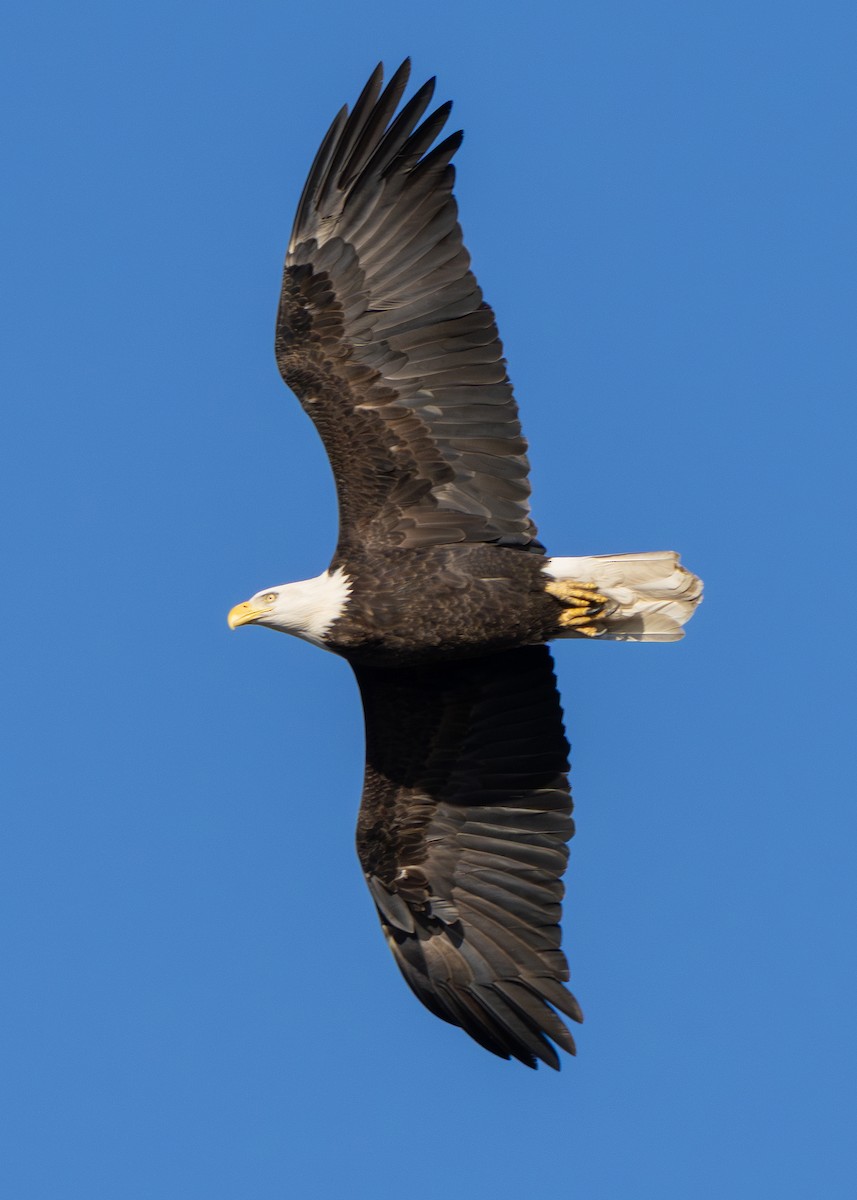 Орлан білоголовий - ML646059525