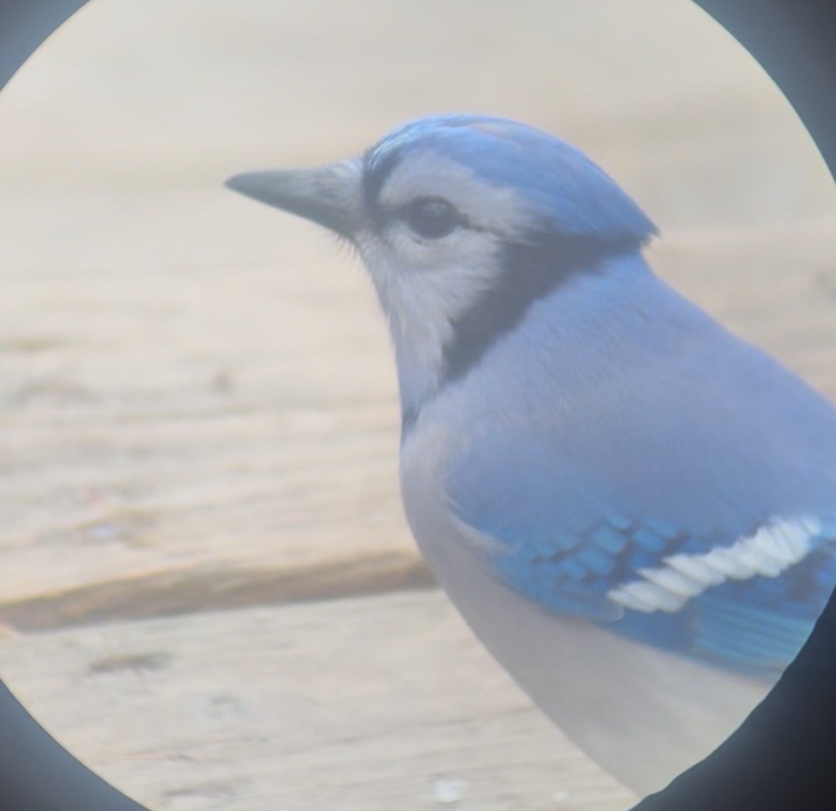 Сизойка блакитна - ML646059526