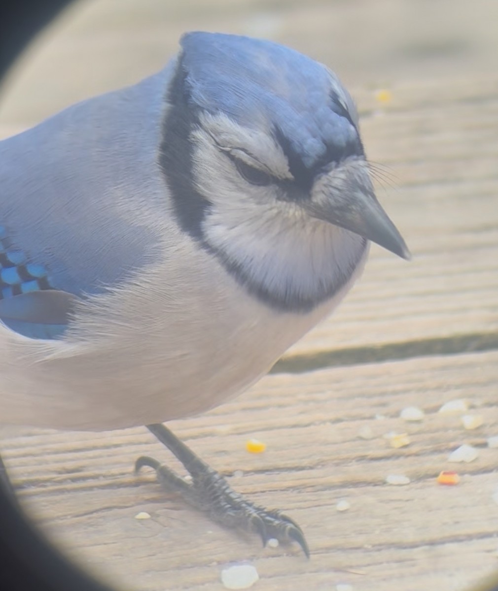 Сизойка блакитна - ML646059527