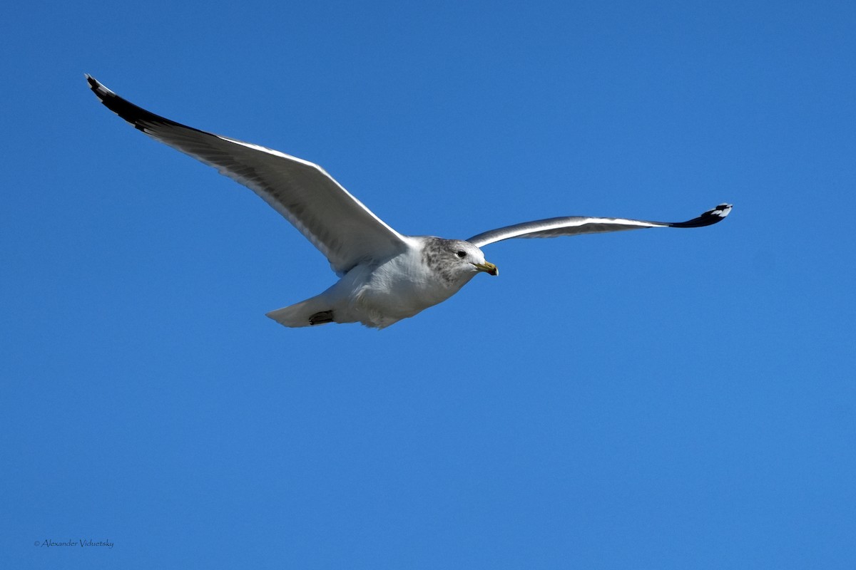 Мартин каліфорнійський - ML646059530