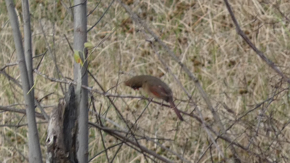 Кардинал червоний - ML646059531