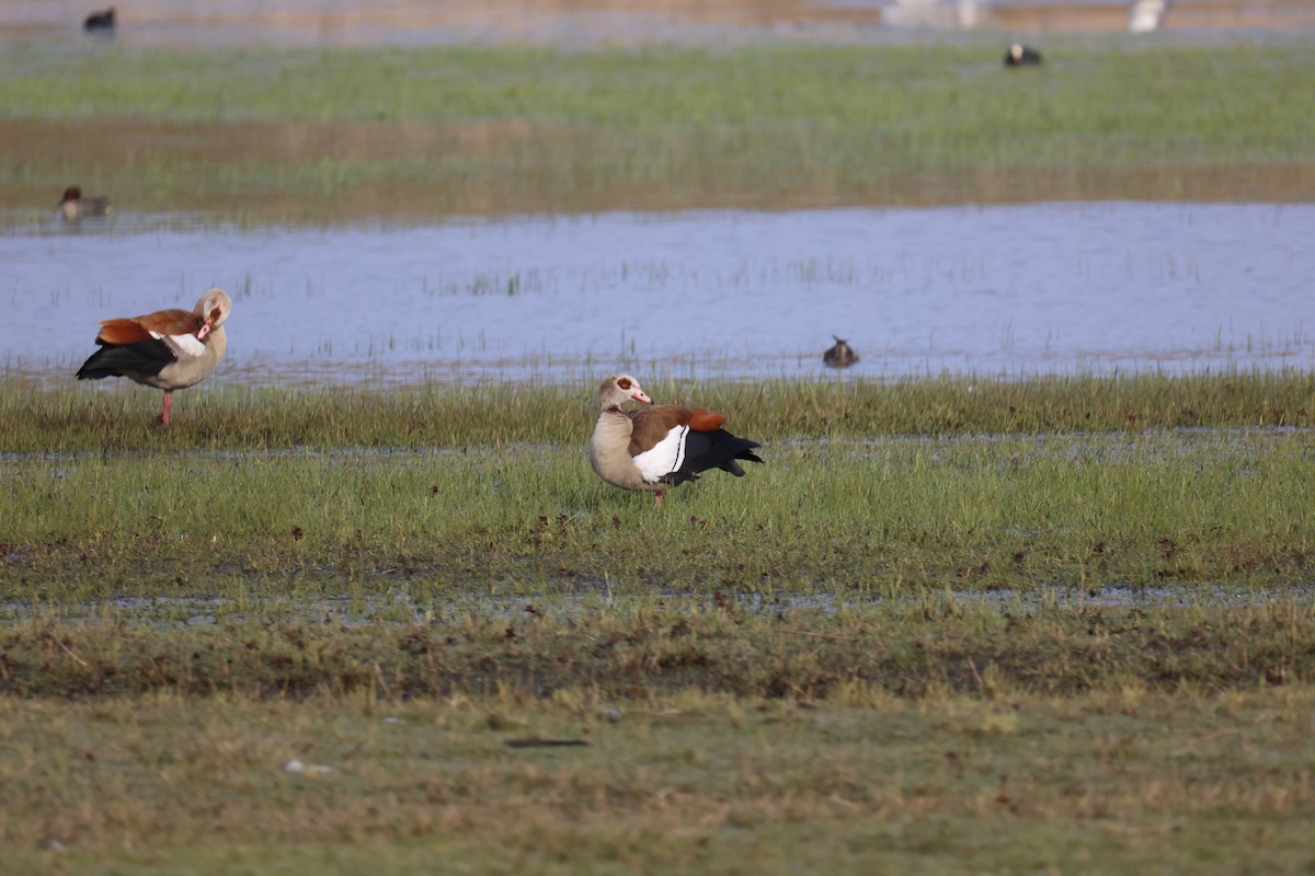 Каргарка нільська - ML646059533