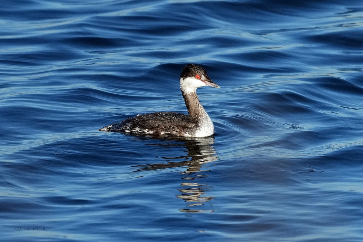 Пірникоза червоношия - ML646059536