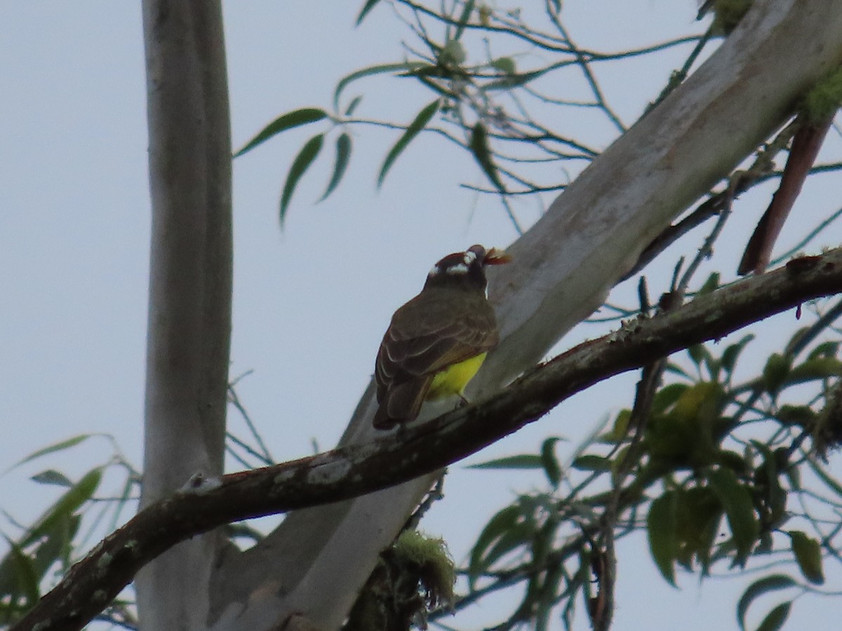 Пітанга-великодзьоб - ML646059537