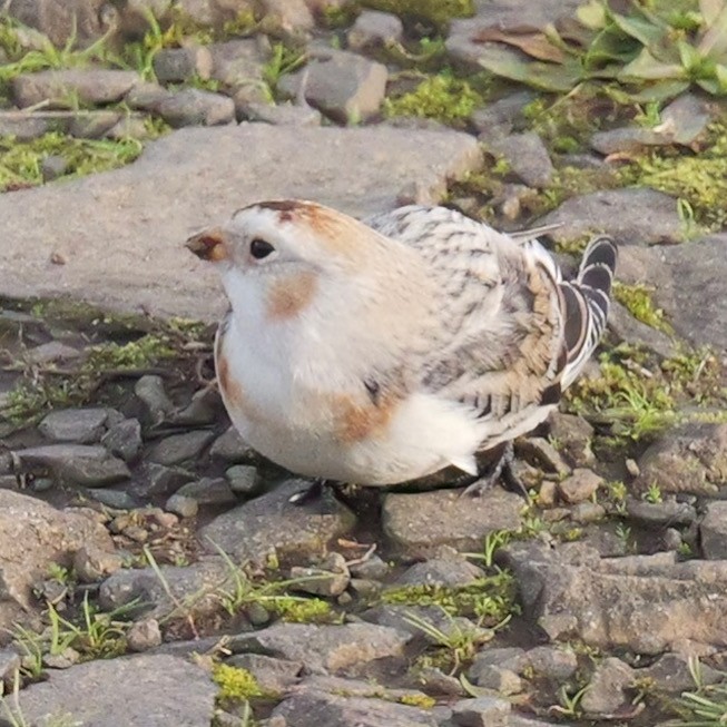 Zigolo delle nevi - ML646059538