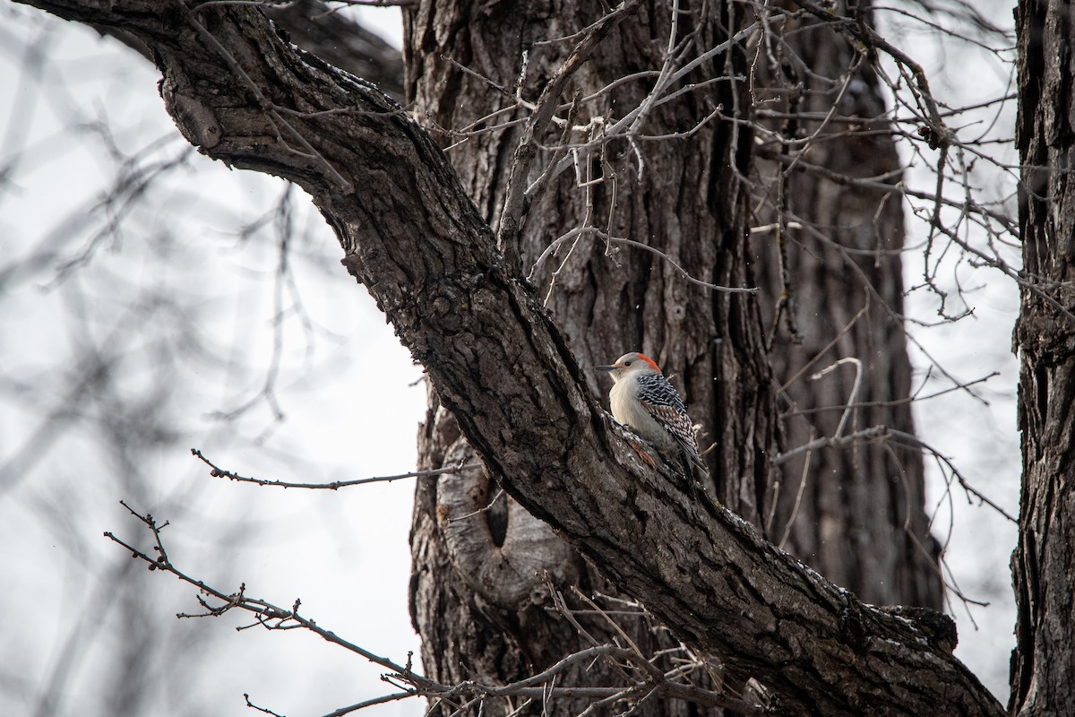 Red-bellied Woodpecker - ML646059539