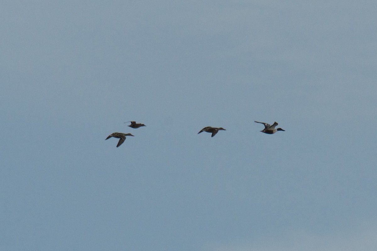 Широконіска північна - ML646059540