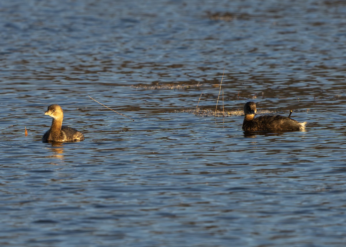 Пірникоза рябодзьоба - ML646059541