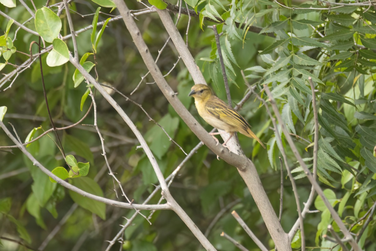 Ткачик чорноголовий - ML646059542