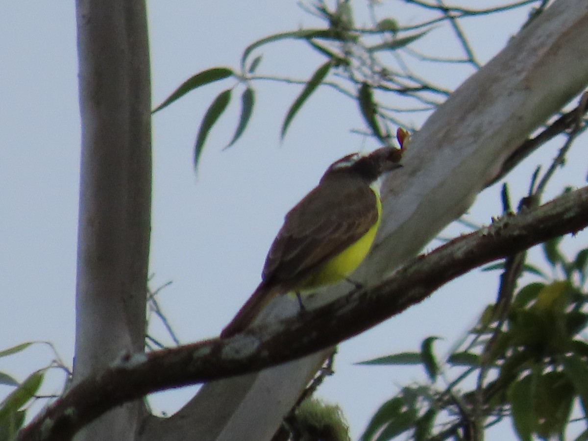 Пітанга-великодзьоб - ML646059543