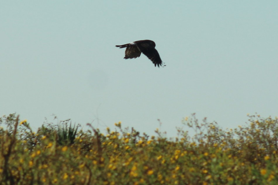 Лунь американський - ML646059544