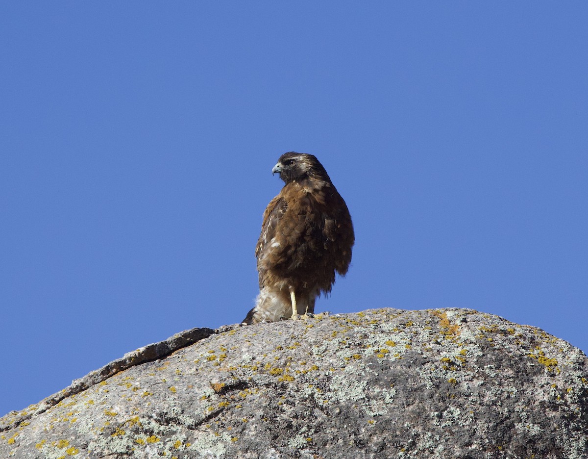 Канюк андський - ML646059545