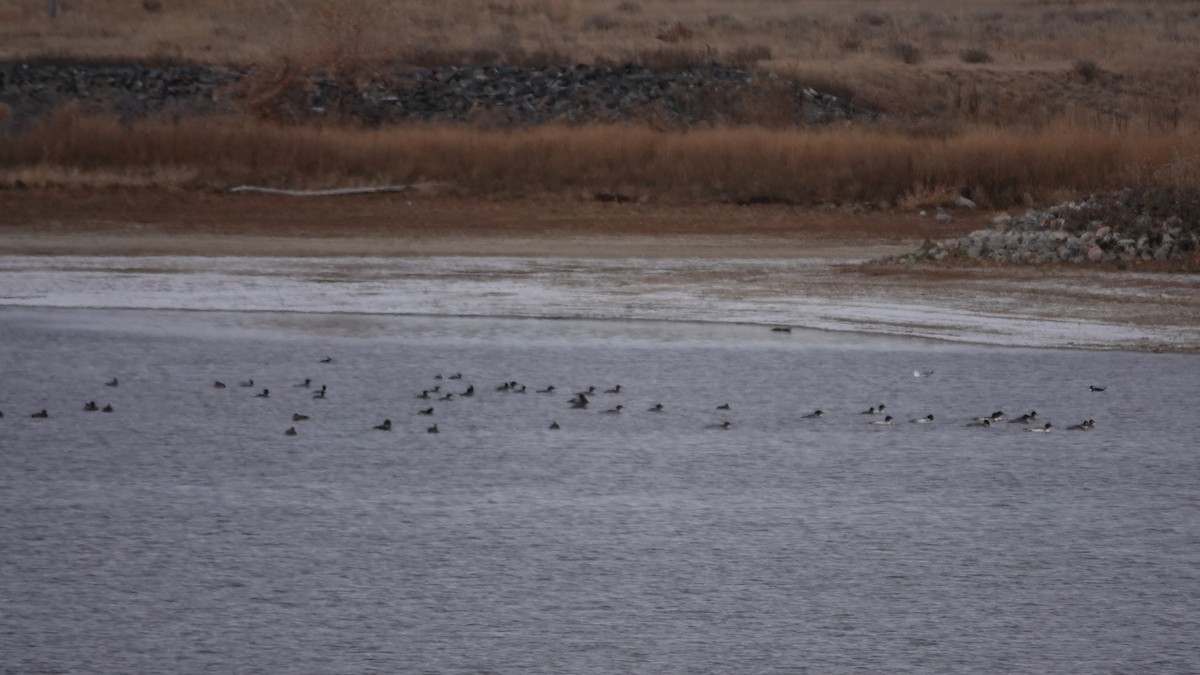 Крех великий - ML646059546