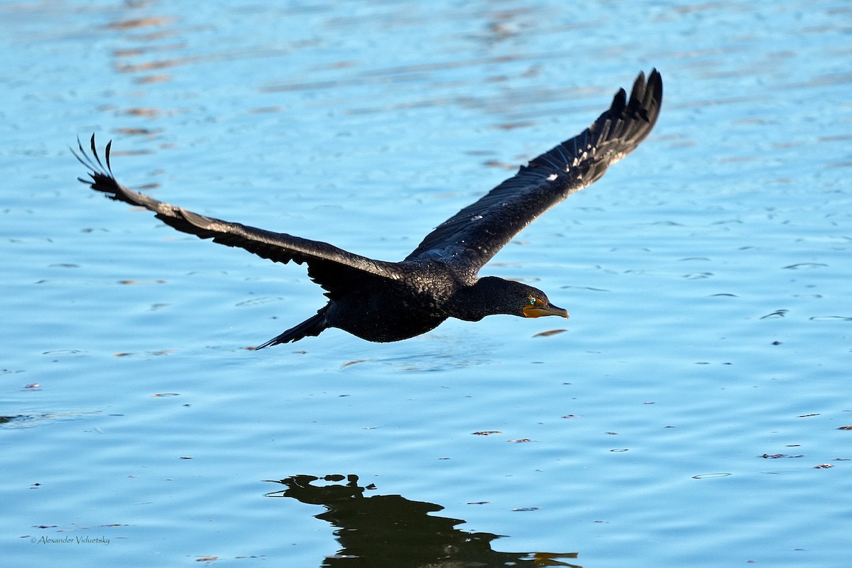 Баклан вухатий - ML646059547