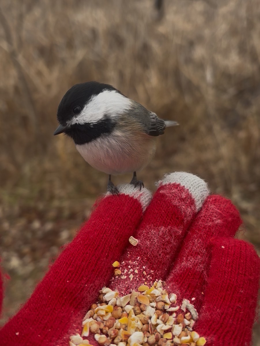Гаїчка світлокрила - ML646059548